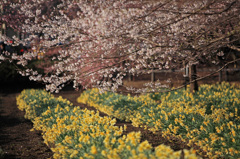水仙と桜の競演
