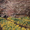 水仙と桜の競演
