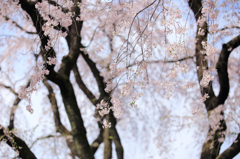 春陽のしだれ桜