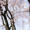 春陽のしだれ桜