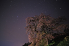 一瞬のライトに照らされた又兵衛桜