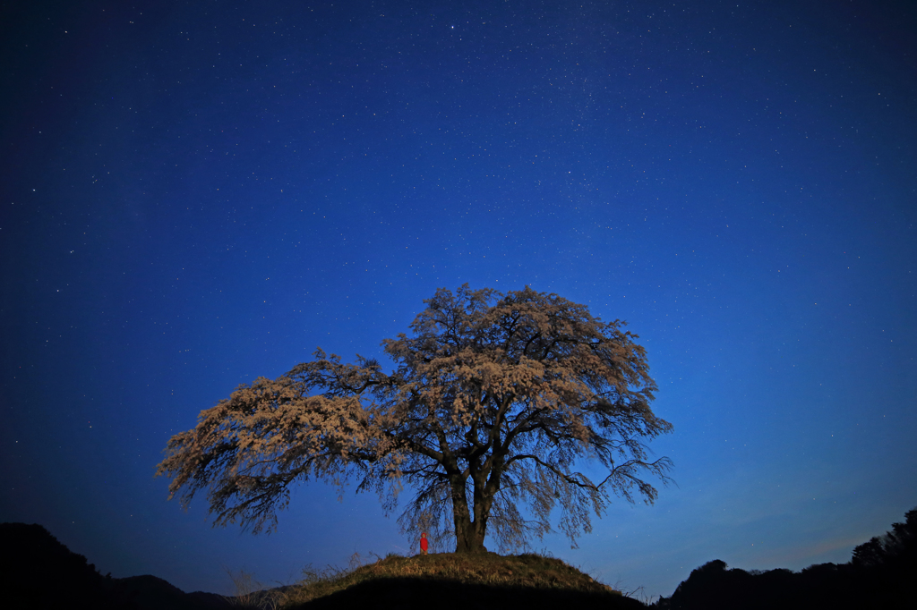 枝垂れ桜と見守る地蔵