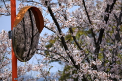 Spring in the curve mirror