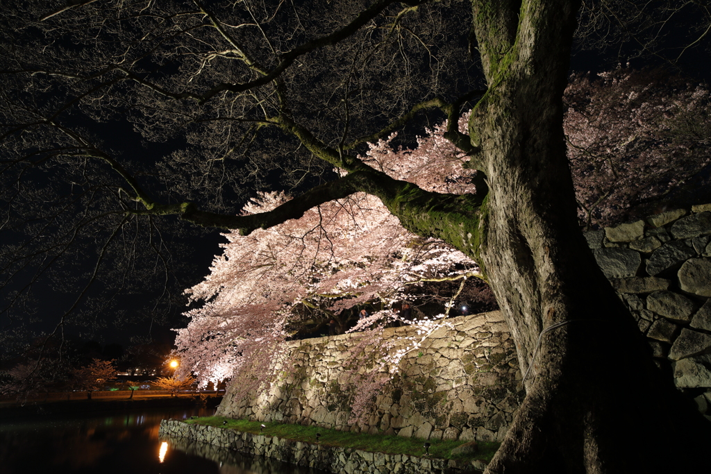 城郭の巨木と輝く桜