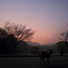 Good morning my deer friend