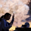 線香の煙と桜