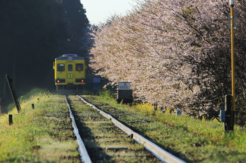 桜の花咲く、いすみ鉄道