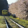 桜の花咲く、いすみ鉄道