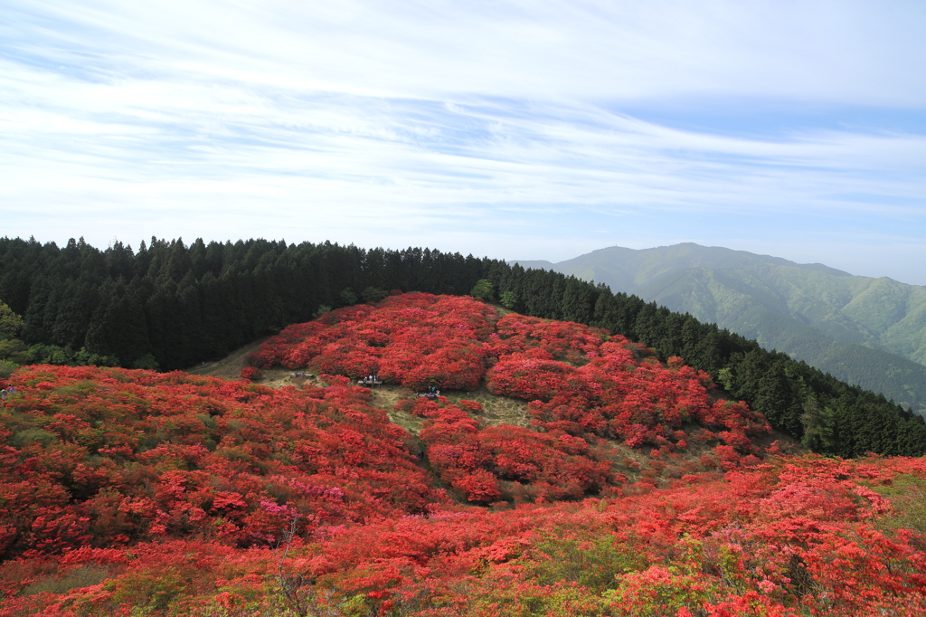 One million pieces of azalea