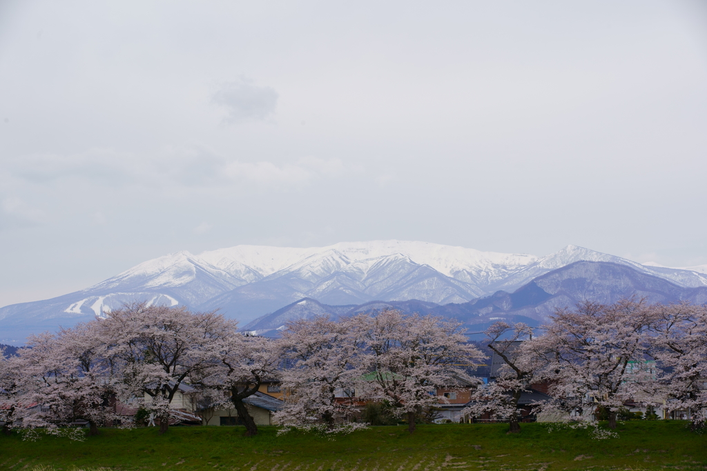 蔵王の雪とピンクの桜