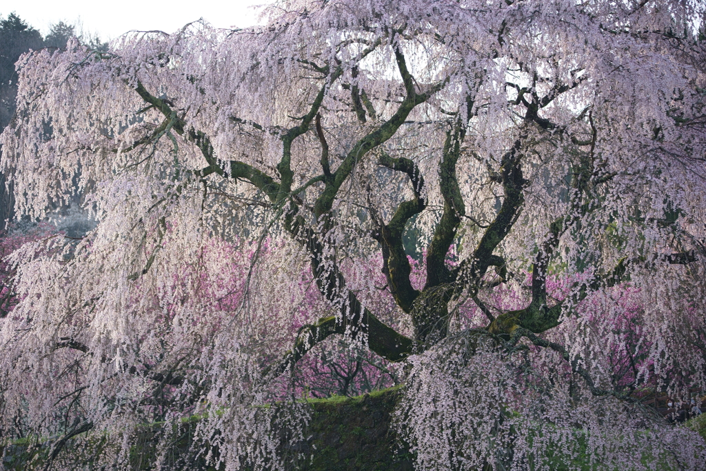 又兵衛桜に朝日差す瞬間