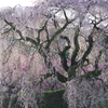 又兵衛桜に朝日差す瞬間