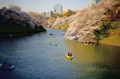 はるうらら～千鳥が淵の桜