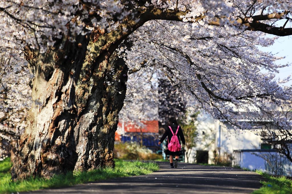 背で揺れる桜