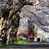 背で揺れる桜