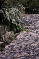 桜花散る