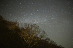 白樺と星があふれる夜空