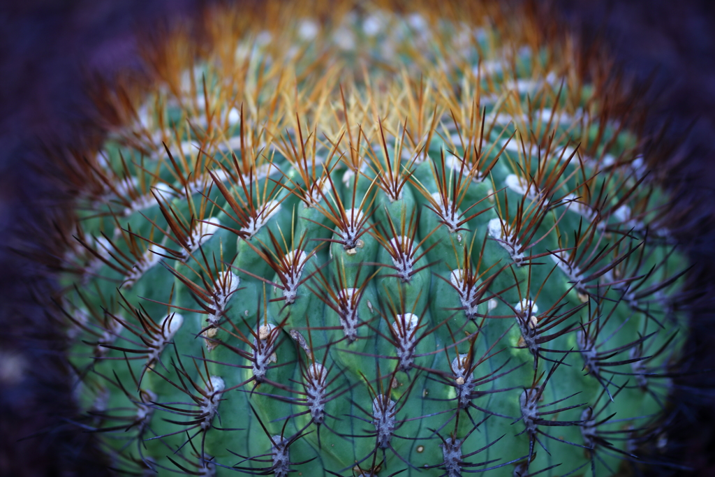 Beautiful cactus