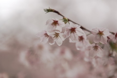 Rainy day's cherry blossoms