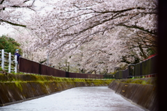 琵琶湖疎水の桜トンネル