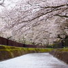 琵琶湖疎水の桜トンネル