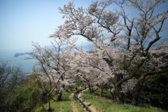 額の汗をぬぐって振り返ると桜の花と瀬戸内の海