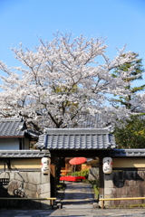 南禅寺門前の老舗の桜