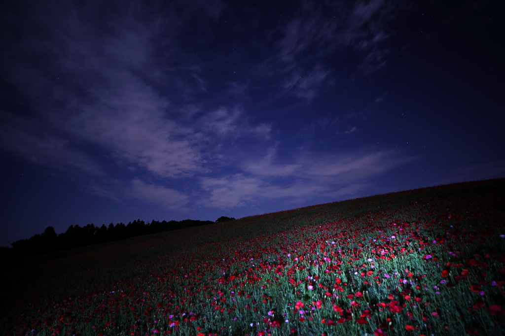 天空の花畑は満月の明かりに照らされて