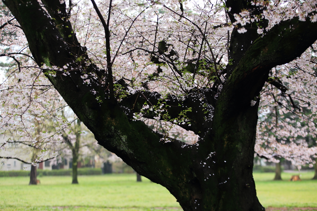 雨に濡れた黒い幹と鮮やかさを増す花 By 10point Id 写真共有サイト Photohito