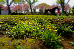 春うらら　～タンポポと馬のいる風景