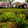 春うらら　～タンポポと馬のいる風景