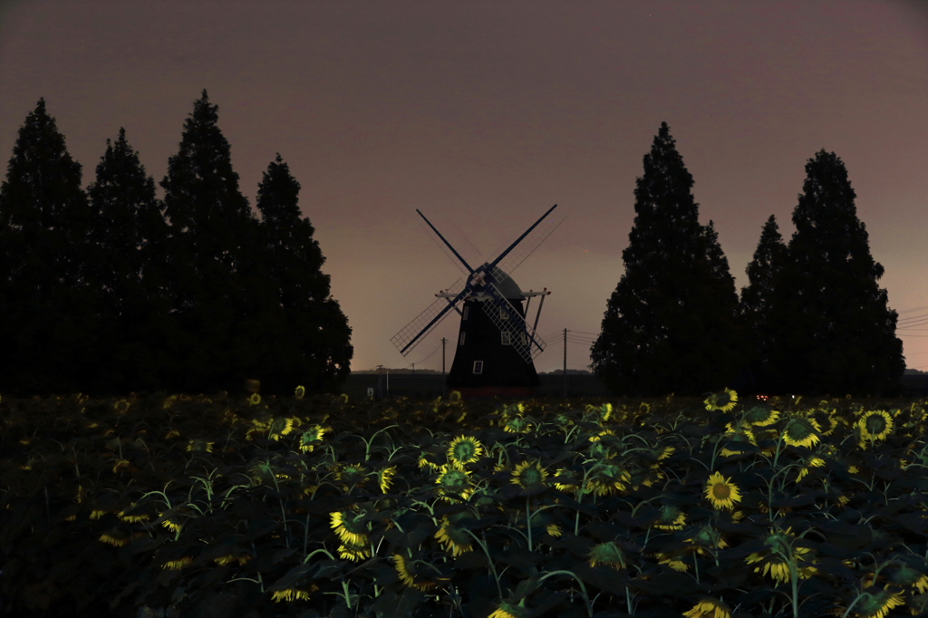 Sunflower sleep at night