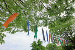 新緑の空を泳ぐ鯉のぼり