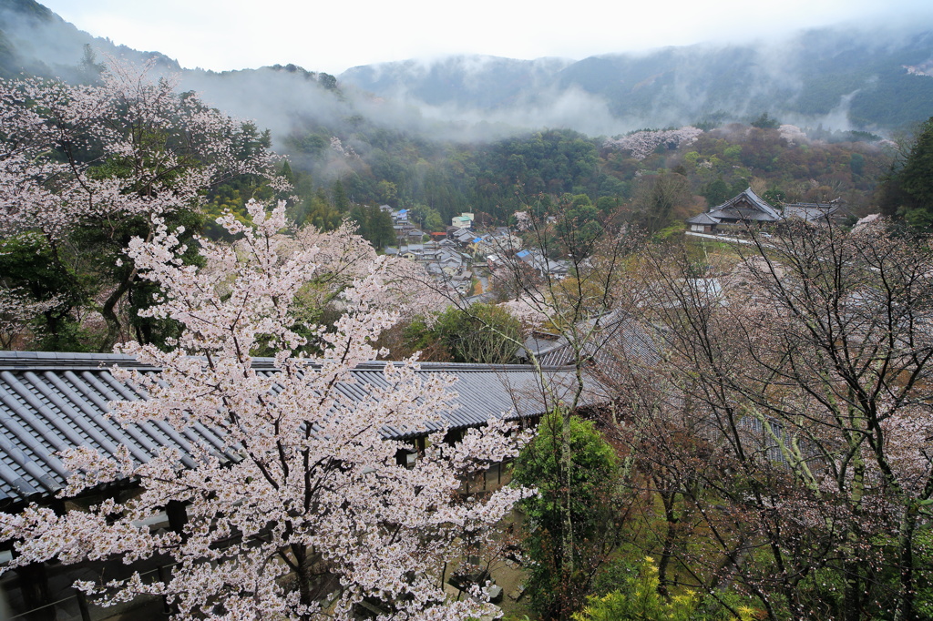 本堂から朝の風景を眺める