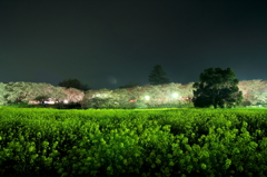 菜の花と桜堤