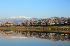 蔵王の雪、堤の桜を映して