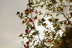 ツバキの赤い花