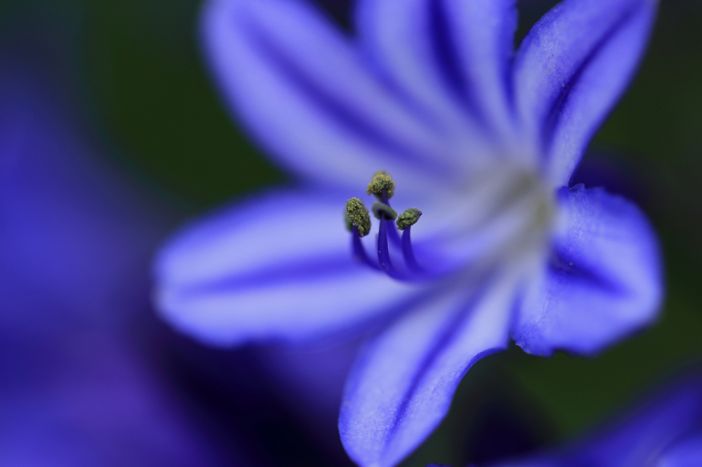 Agapanthus　blue