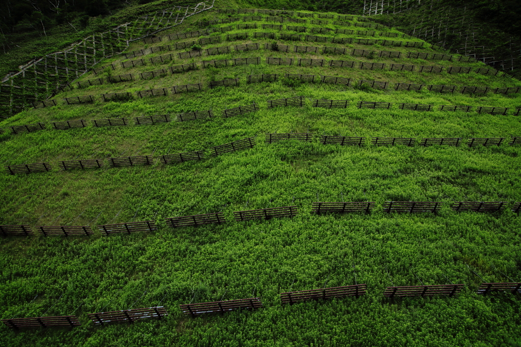 Green　Wall