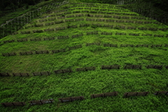 Green　Wall