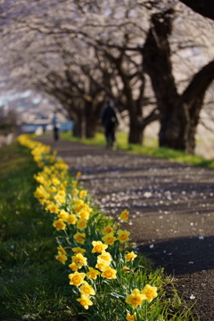 黄水仙と桜の並木道