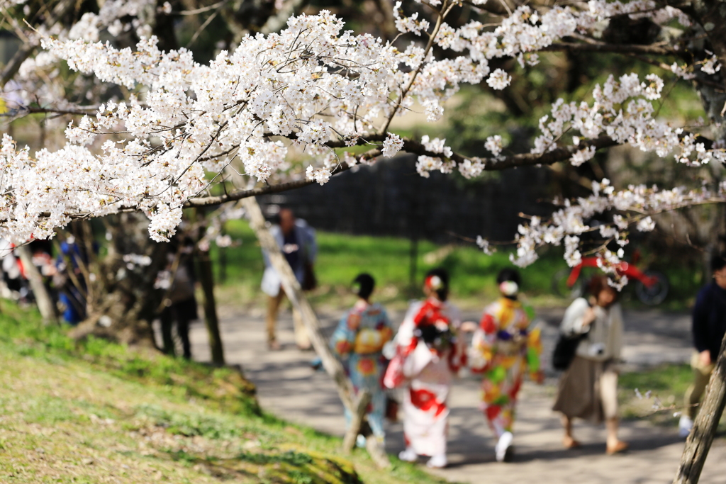 何れの花も良き哉