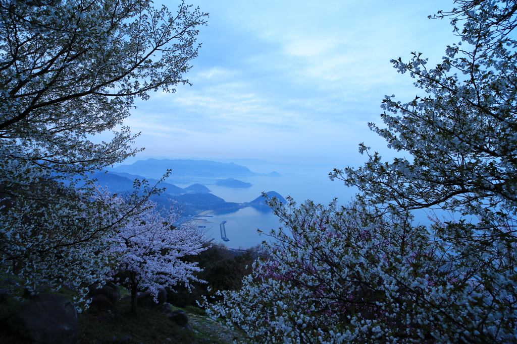 紫雲出山頂より桜越しの四国沿岸の風景を眺むる