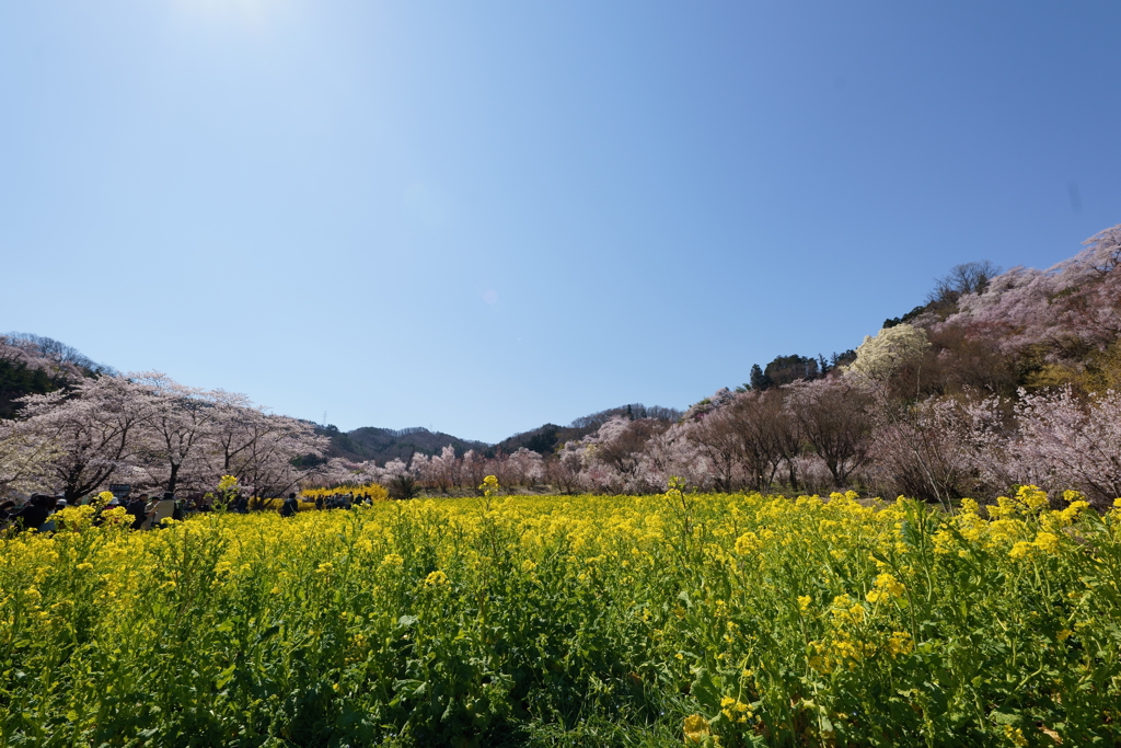 桜の山と菜の花畑