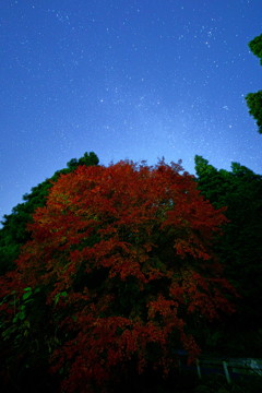 満天の星空と夜陰に潜む紅葉