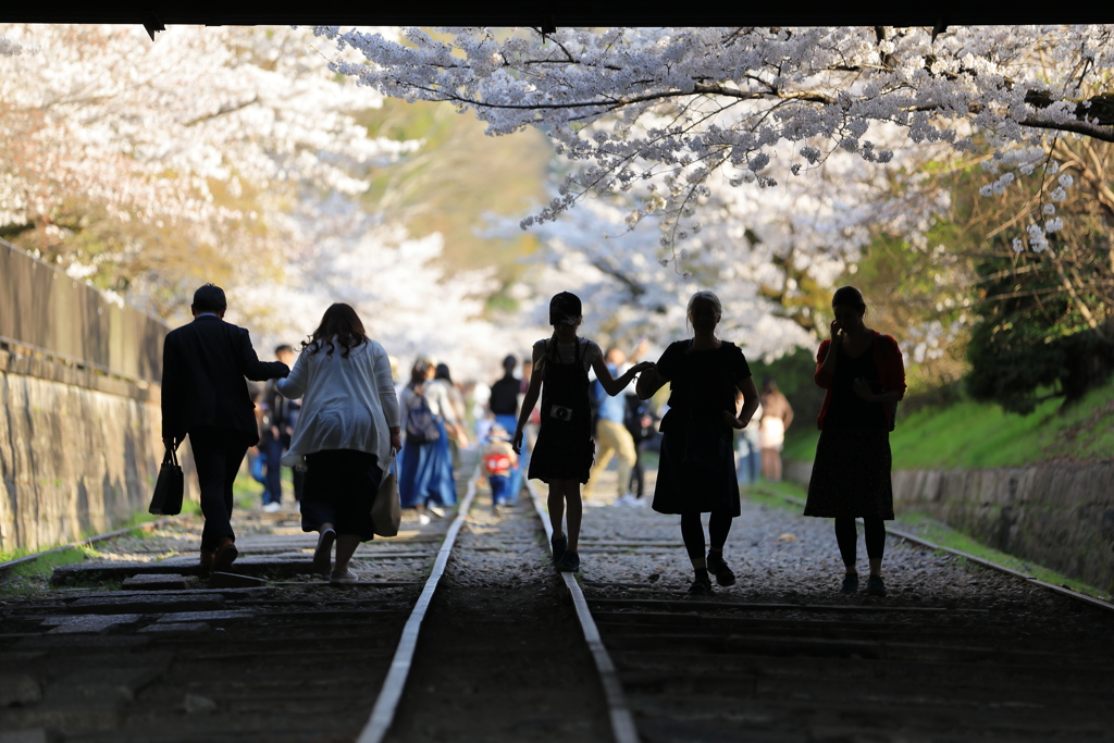 Take hands to the cherry blossom world