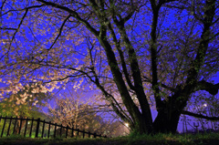 権現堂堤の夜桜
