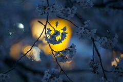 行灯の灯りに浮かぶ桜の花