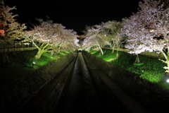 琵琶湖疏水の桜　2018