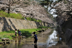 水遊びの子供たちと見守る桜
